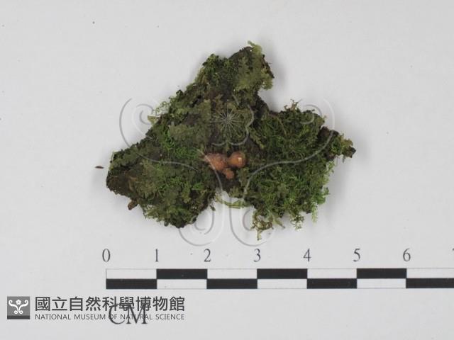 登錄號:F0021038藏品圖，第1張