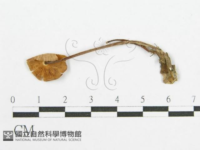 登錄號:F0011038藏品圖，第1張