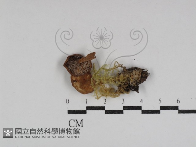 乳菇屬藏品圖，第1張