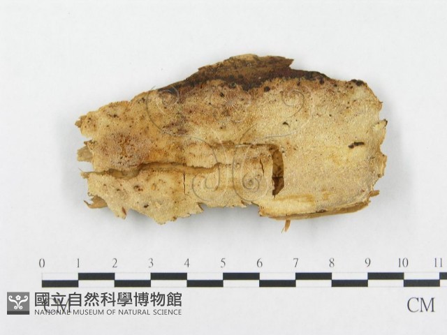 登錄號:F0014038藏品圖，第1張