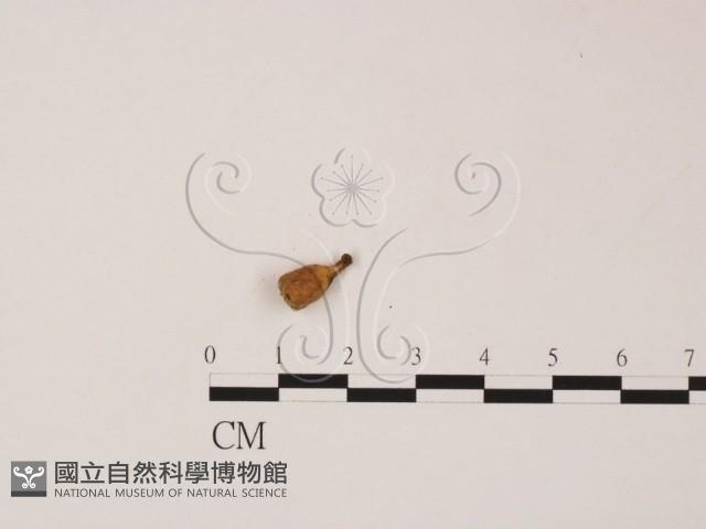 登錄號:F0022038藏品圖，第1張
