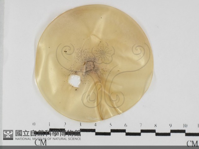 登錄號:F0032038藏品圖，第1張