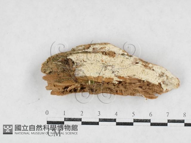 傑克菌屬藏品圖，第1張