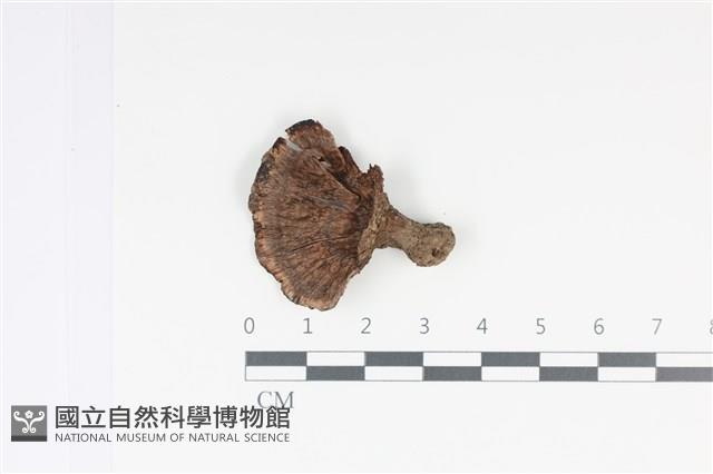 登錄號:F0035038藏品圖，第1張