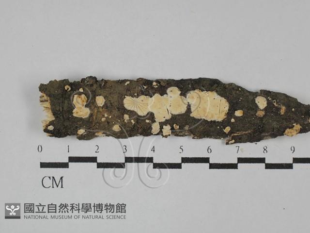 登錄號:F0029038藏品圖，第1張