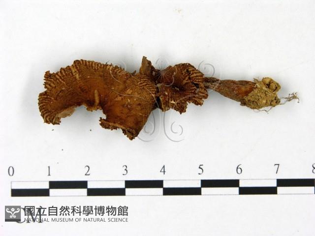 登錄號:F0023038藏品圖，第1張