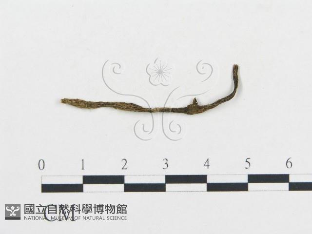 登錄號:F0003038藏品圖，第1張