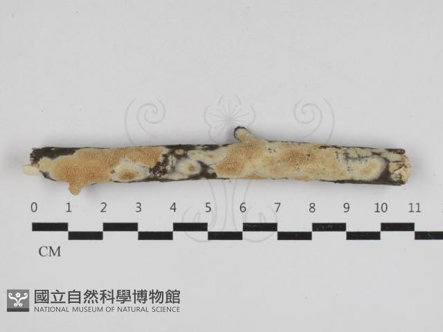 登錄號:F0033038藏品圖，第1張