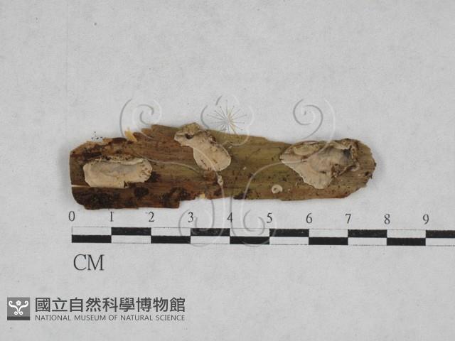韌革菌屬藏品圖，第1張