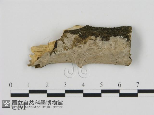 刺皮菌屬藏品圖，第1張
