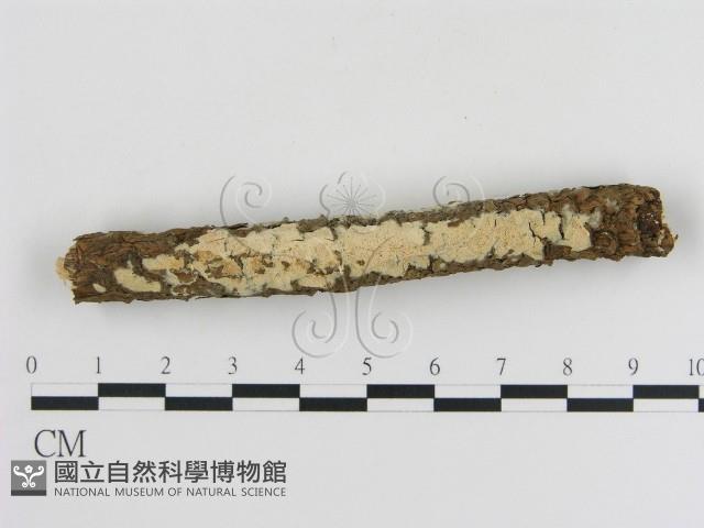 登錄號:F0010338藏品圖，第1張