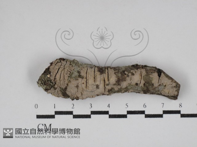 筍殼菌屬藏品圖，第1張