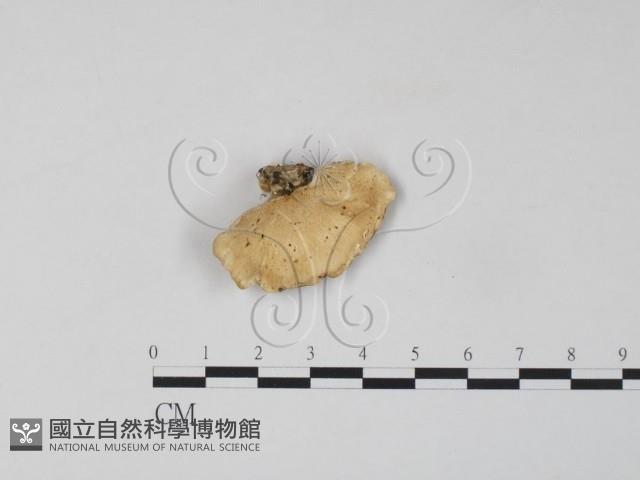 雲芝藏品圖，第1張