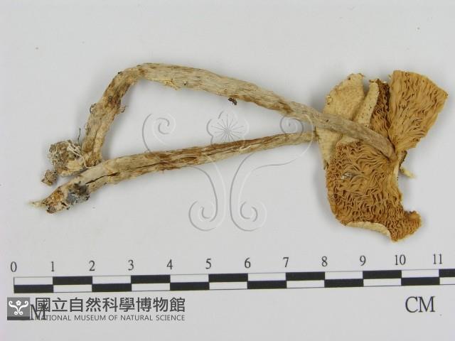 登錄號:F0016338藏品圖，第1張