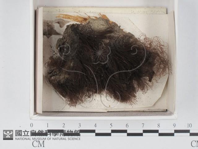 登錄號:F0021338藏品圖，第1張