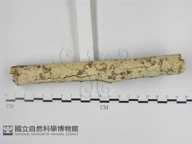 登錄號:F0001338藏品圖，第1張