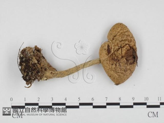 登錄號:F0024338藏品圖，第1張