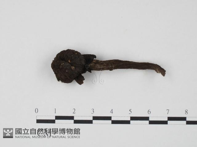 登錄號:F0004338藏品圖，第1張