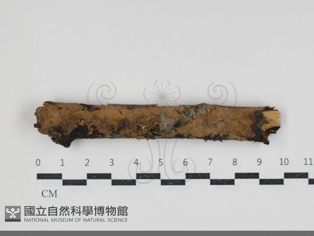 登錄號:F0034338藏品圖，第1張