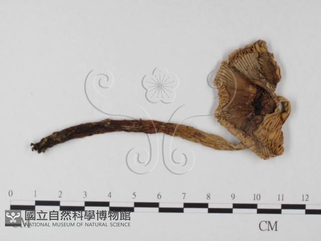 登錄號:F0002338藏品圖，第1張