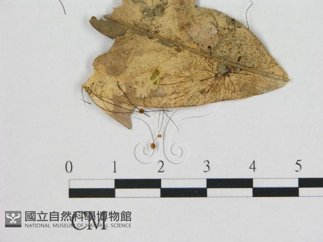 登錄號:F0012338藏品圖，第1張