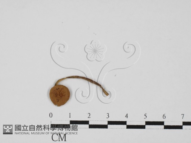 登錄號:F0027338藏品圖，第1張