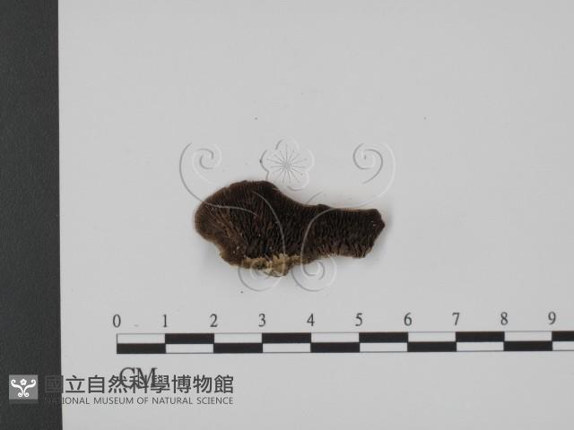 登錄號:F0007338藏品圖，第1張