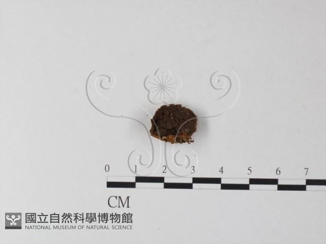 纖孔菌屬藏品圖，第1張