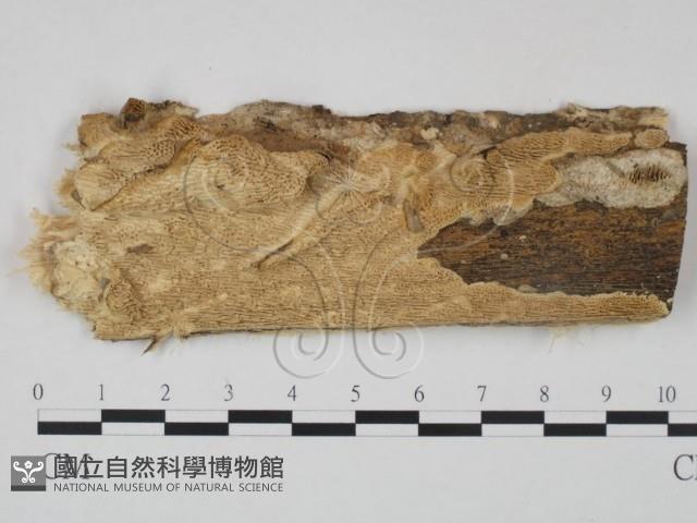 登錄號:F0005338藏品圖，第1張