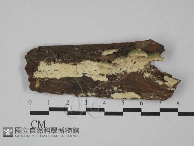 登錄號:F0029338藏品圖，第1張