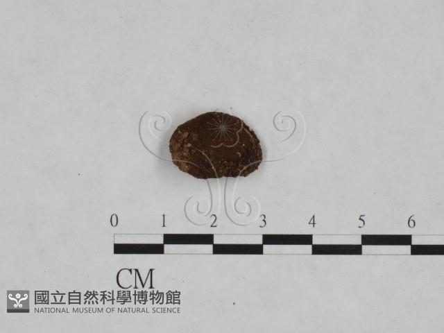 頭狀禿馬勃藏品圖，第1張