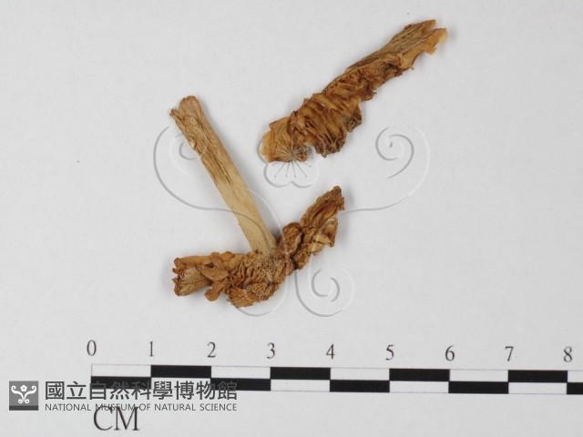 登錄號:F0003338藏品圖，第1張