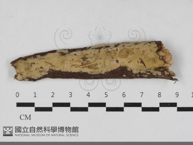 登錄號:F0033338藏品圖，第1張