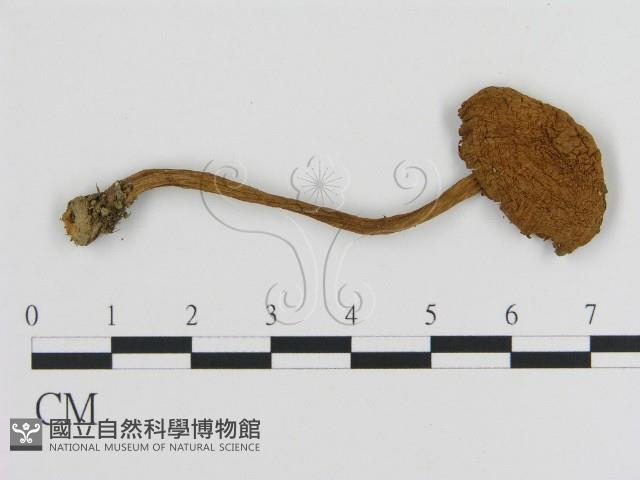 登錄號:F0020278藏品圖，第1張