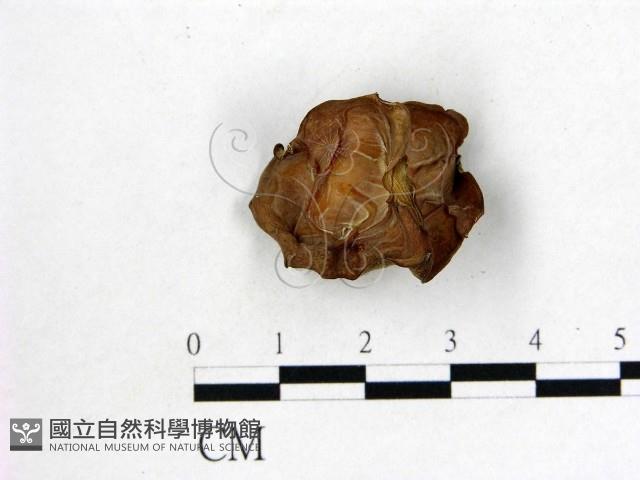 登錄號:F0010278藏品圖，第1張