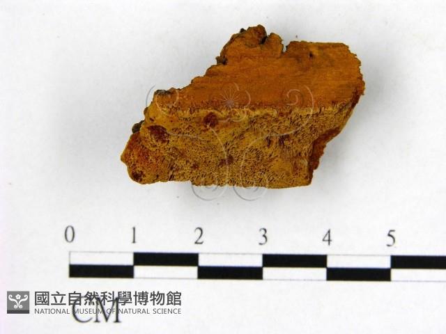 登錄號:F0006278藏品圖，第1張