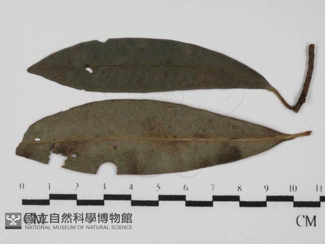 登錄號:F0021278藏品圖，第1張
