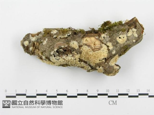 登錄號:F0001278藏品圖，第1張