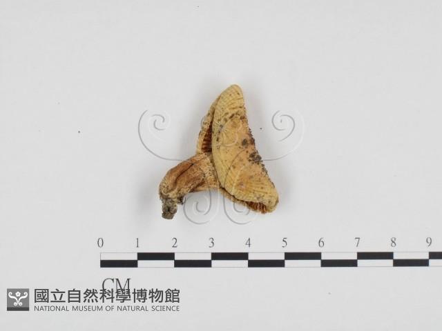 登錄號:F0024278藏品圖，第1張