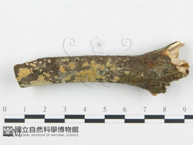 登錄號:F0004278藏品圖，第1張