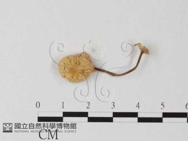 小皮傘屬藏品圖，第1張