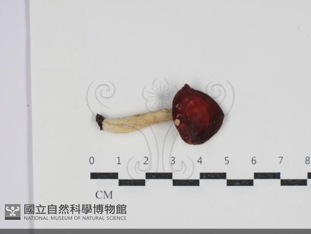 登錄號:F0034278藏品圖，第1張