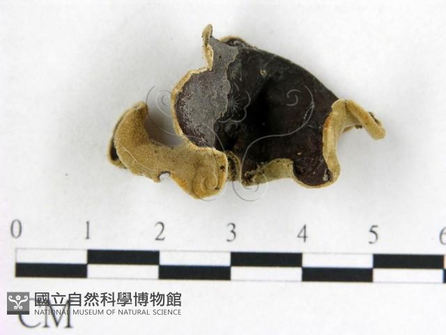 毛木耳藏品圖，第1張