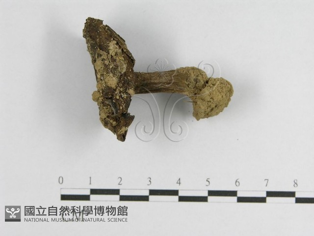 登錄號:F0002278藏品圖，第1張