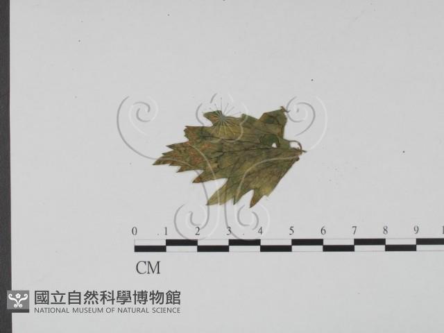 登錄號:F0012278藏品圖，第1張