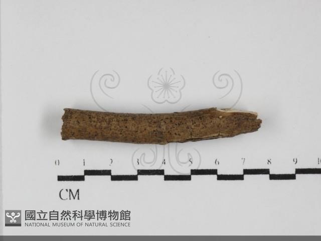 刺革菌屬藏品圖，第1張