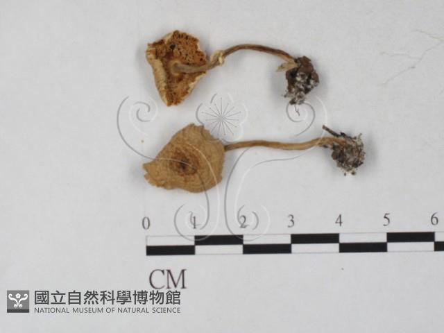 登錄號:F0027278藏品圖，第1張