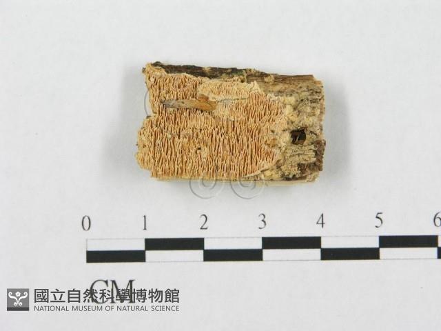 登錄號:F0007278藏品圖，第1張
