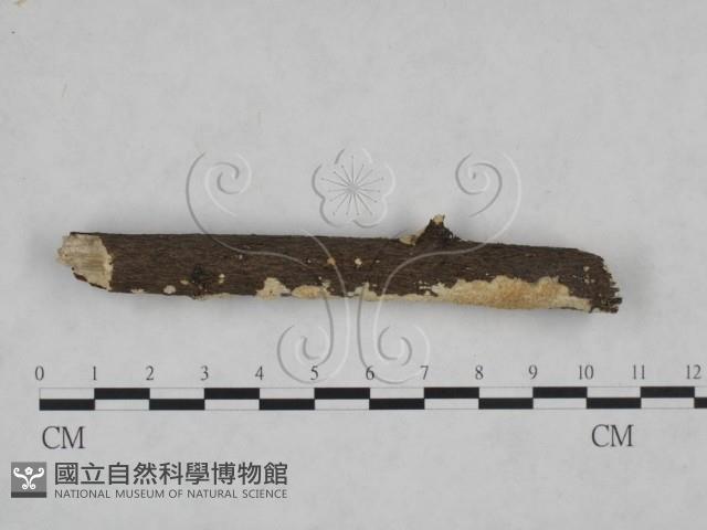 耙菌屬藏品圖，第1張