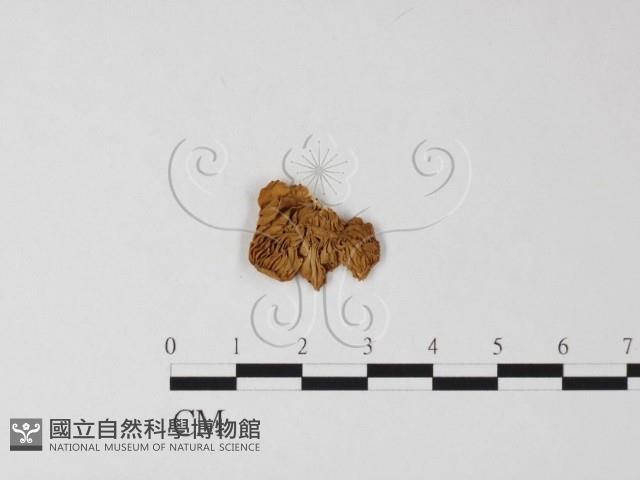 登錄號:F0005278藏品圖，第1張